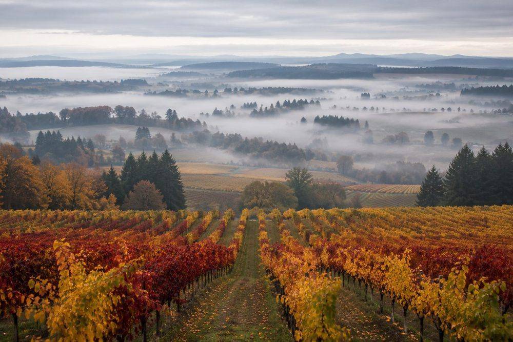 Willamette Valley wine tours